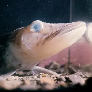Edwin Mickleburgh: Ice-fish