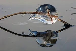 Formed: Ice, formed at edge of lake, Maryland