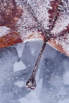 Frosts: Ice and frost crystals on fallen leaf