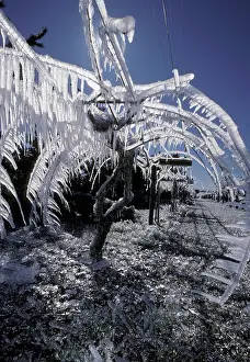 Kiwi: Ice on Kiwi Vines