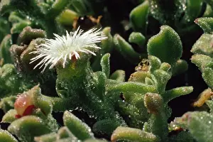 Mesembryanthemum: Ice Plant