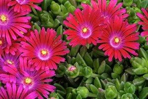 Lee Klopfer: Ice plant