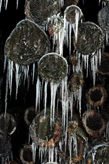Stacked: Ice Rain - icicles on stacked tree logs