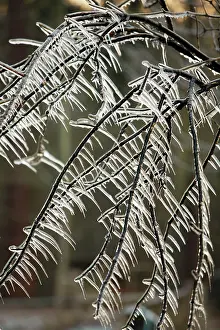Icicles: Ice Rain - icicles on tree branches