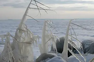 Phragmites: Ice structures on reed