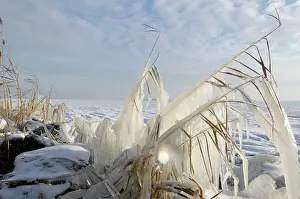 Phragmites: Ice structures on reed