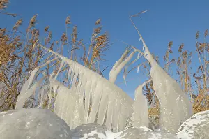 Phragmites: Ice structures on reed