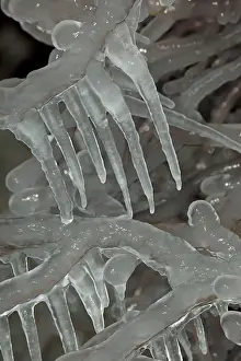 Niagara: Ice on Tree - Formed from frozen mist from Niagara Falls
