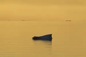 Floes: Iceberg