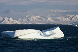 Florist: Iceberg, Antarctica