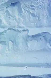 Pygoscelis: Iceberg, Antarctica