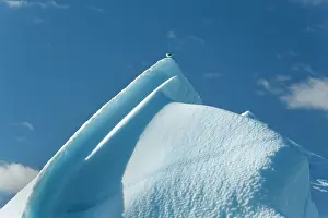 Davis: Iceberg gull on iceberg drifting in Arctic ocean Summer