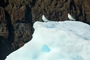 Davis: Iceberg gulls on iceberg drifting in Arctic ocean Summer