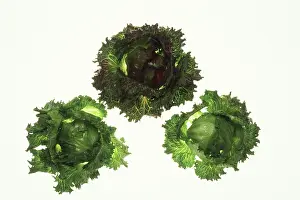 Salad: Iceberg Lettuce