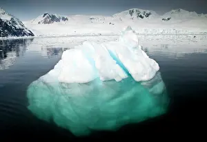 Florist: Icebergs, Antarctica