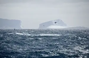 Petrels: Icebergs - Petrels flying past