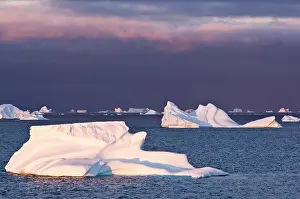 Conserve: Icebergs at sunrise, Cape York, West Coast
