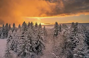 Iced: Iced fir trees in winter landscape at sunrise, Kaltenbronn