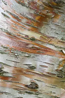 Grall: Iceland, Akureyri. Bark detail on a birch