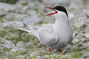 Morris: Iceland. Artic tern screams while guarding