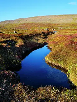 Westfjord: Iceland, colors of fall in Middalur at