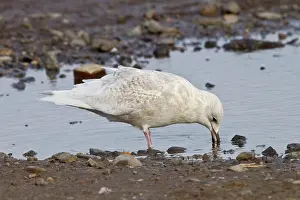 Glaucoides: Iceland Gull - 2nd winter drinking from pool - vagrant