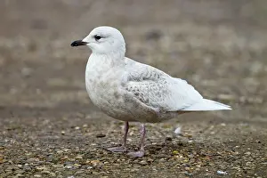 Glaucoides: Iceland Gull - 2nd winter - vagrant