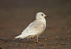 Glaucoides: Iceland Gull - 2nd winter - vagrant