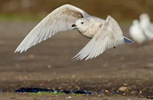 Glaucoides: Iceland Gull - 2nd winter - vagrant in flight