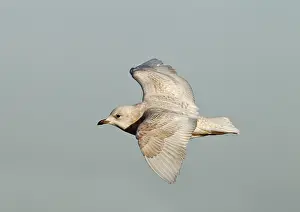 Glaucoides: Iceland Gull - 2nd winter - vagrant in flight
