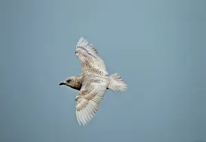 Glaucoides: Iceland Gull - 2nd winter - vagrant in flight