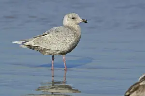 Glaucoides: Iceland Gull