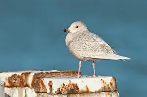Mooring: Iceland Gull