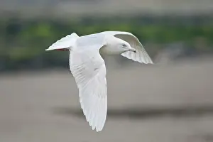 Glaucoides: Iceland Gull