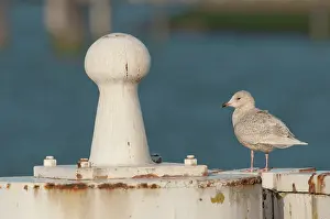 Mooring: Iceland Gull