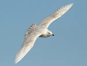 Zeeland: Iceland Gull