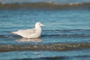 Glaucoides: Iceland Gull