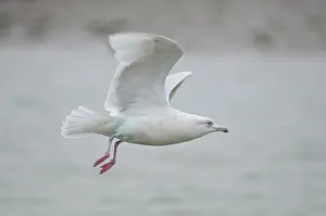 Glaucoides: Iceland Gull