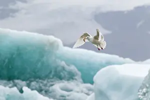 Glaucoides: Iceland Gull