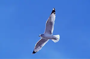 Gulls: ICELAND GULL - adult in flight