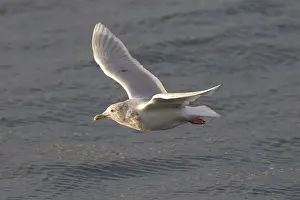 Glaucoides: Iceland Gull - adult in flight - Iceland