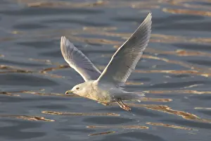 Glaucoides: Iceland Gull - adult in flight - Iceland