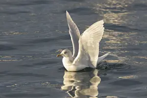 Glaucoides: Iceland Gull - adult landing on water - Iceland