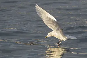 Glaucoides: Iceland Gull - adult landing on water - Iceland