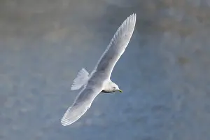 120219: Iceland Gull - Flight - Cornwall - UK