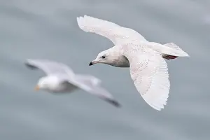 290421: Iceland Gull - Juvenile - Flight - Cornwall - UK