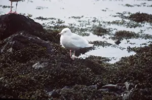 Gulls: ICELAND GULL - on rocks by shoreline