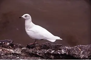 Gulls: ICELAND GULL - two year old