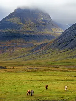 Westfjord: Iceland. Haukadalur in Dyrafjordur during autumn