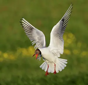 Morris: Iceland, Hethnar. Black-headed gull screams